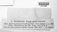 Xylaria polymorpha image